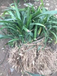 高度20厘米阔叶麦冬