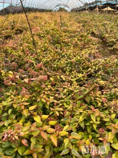 高度25厘米大花六道木