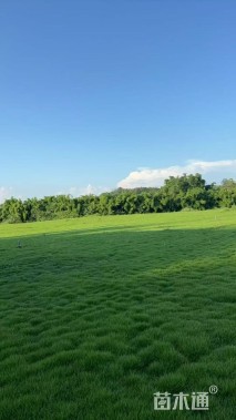 草卷状百慕大草