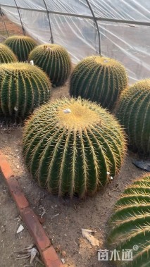 高度50厘米仙人球