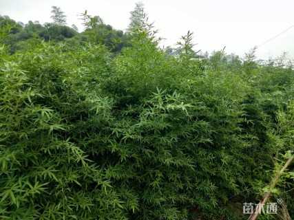 地栽苗罗汉竹