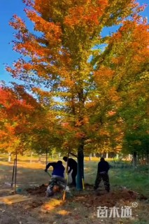 18公分美国红枫-红冠