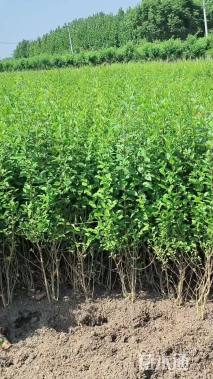 高度50厘米小叶女贞