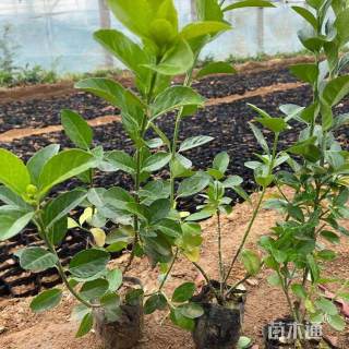 高度80厘米卫矛