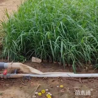 高度40厘米荻草