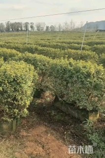 高度100厘米杜鹃