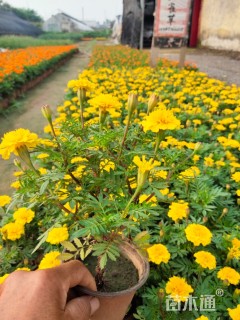 高度10厘米孔雀草