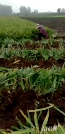 高度10厘米鸢尾