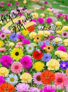 野花组合种子