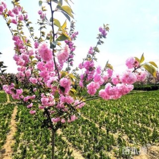 0.7公分日本晚樱