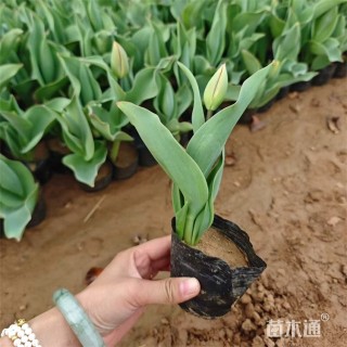 高度10厘米郁金香