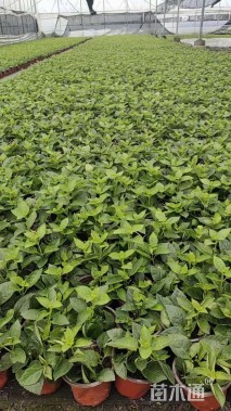 高度15厘米马缨丹