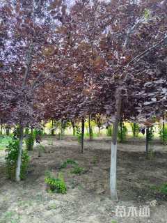 12公分紫叶稠李