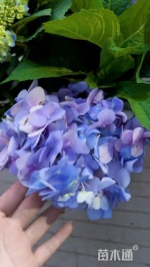 高度40厘米绣球