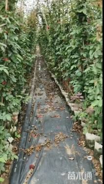 80厘米藤本月季