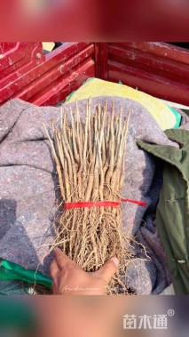 高度30厘米银杏小苗