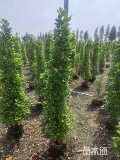 高度180厘米火山榕