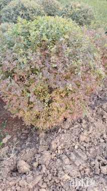 高度130厘米黄刺玫