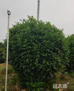 高度120厘米非洲茉莉球