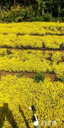 高度30厘米金山绣线菊