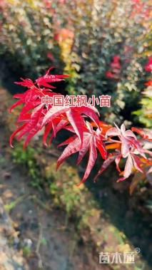高度100厘米红枫小苗