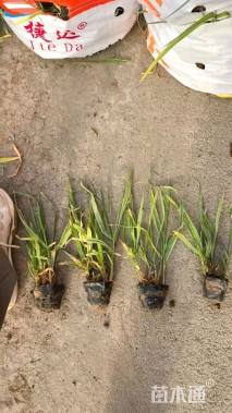 高度40厘米花叶卡开芦