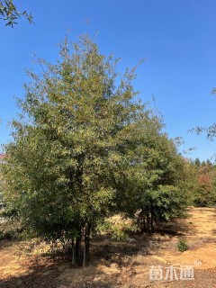 40公分柳叶栎