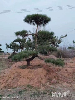 15公分造型黑松