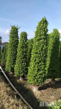 高度260厘米火山榕