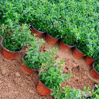 高度18厘米萼距花