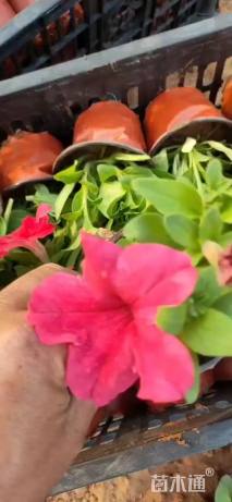 高度25厘米矮牵牛