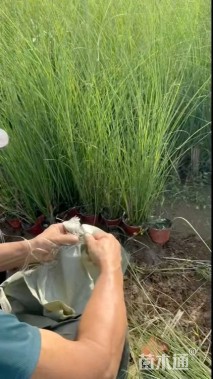 高度100厘米细叶芒