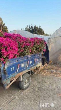 冠幅100厘米三角梅球