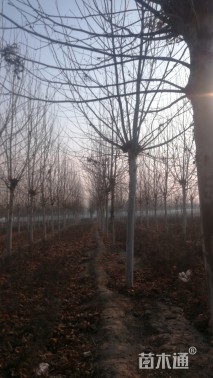 12公分速生法桐