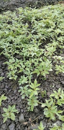 高度10厘米黄柏小苗