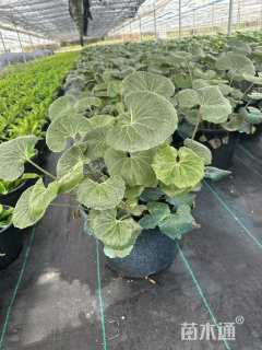 高度35厘米大吴风草