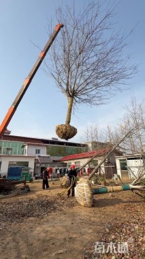 18公分染井吉野樱