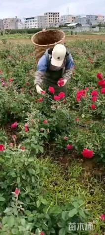高度10厘米玫瑰小苗