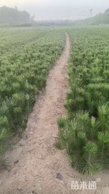 高度30厘米油松小苗