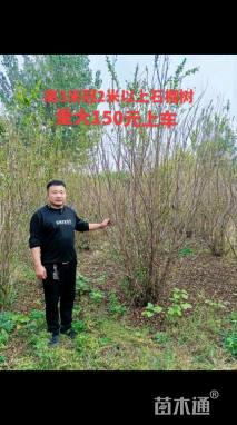 高度180厘米牡丹石榴