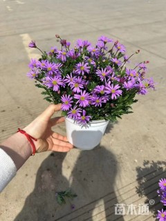 高度20厘米姬小菊