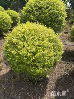 冠幅80厘米亮晶女贞球