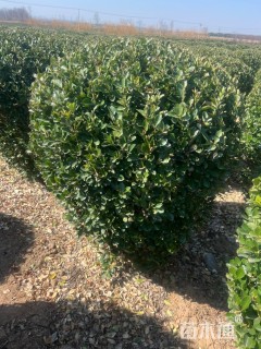 高度80厘米大叶黄杨