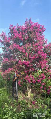 高度210厘米天鹅绒紫薇