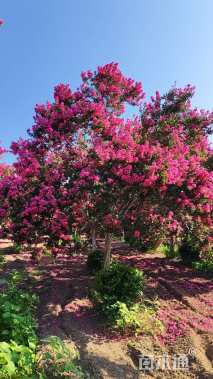 15公分四川红紫薇