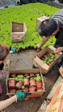 高度10厘米佛甲草