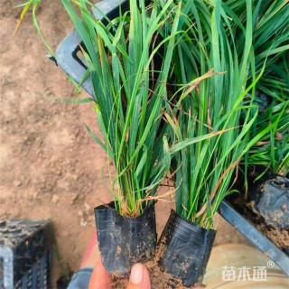 高度55厘米拂子茅