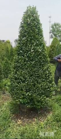 高度150厘米小叶女贞