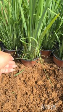 高度15厘米德国鸢尾