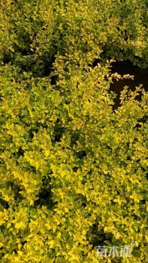 大杯苗亮晶女贞小苗